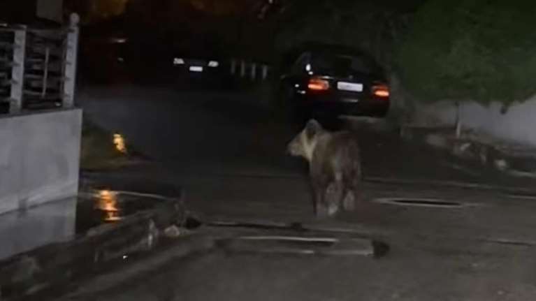 Τρίκαλα: Αρκούδα έκανε βόλτες μέσα στην πόλη αναστατώνοντας τους κατοίκους [εικόνες]