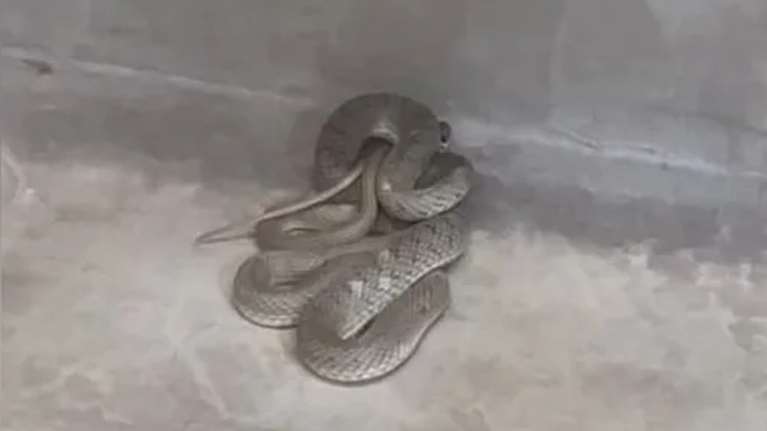 Πανικός σε κουρείο στη Θεσσαλονίκη: Μπήκε φίδι στο κατάστημα