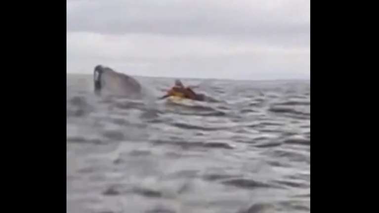 Απίθανο: Φάλαινα στη Χιλή &quot;κατάπιε&quot; άνδρα που έκανε καγιάκ αλλά τελικά γλίτωσε - &quot;Νόμιζα ότι με είχε φάει&quot; [βίντεο]