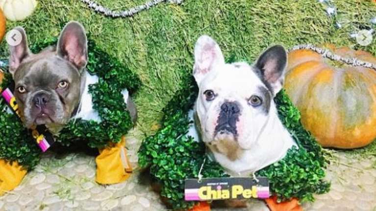 ΗΠΑ: Βρέθηκαν τα σκυλιά της Lady Gaga μετά την αμοιβή που προσέφερε η τραγουδίστρια- Ποιος τα επέστρεψε