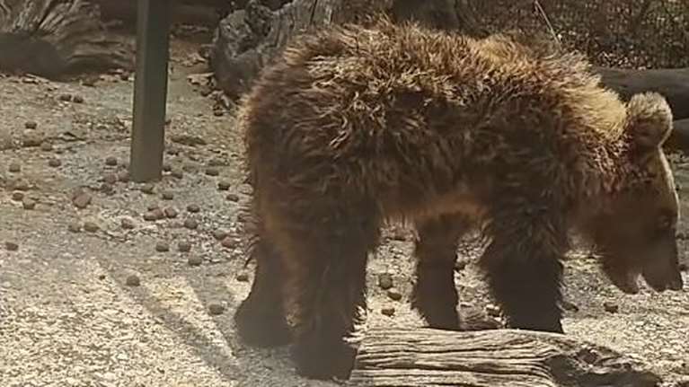 &quot;Η Κίρκη τα κατάφερε&quot;: Ανάρρωσε το αρκουδάκι που είχε τραυματιστεί σοβαρά σε τροχαίο - Μεταφέρεται σε περιφραγμένο δάσος