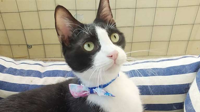 Γεια σας είμαι ο Findus και ήμουν πολύ φοβισμένος, δεν θέλω να ξαναπάω στη γατοαποικία