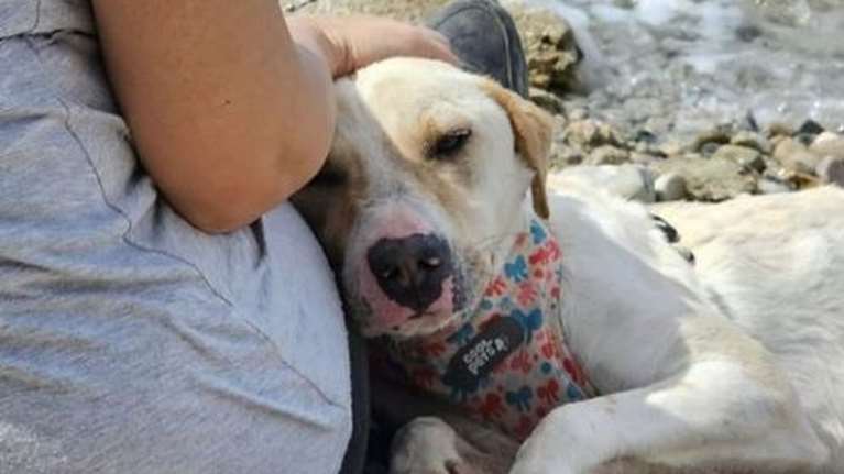 Ο Άλμπι πέρασε το καλοκαίρι αυτό στο καταφύγιο και στη μοναξιά του κλουβιού