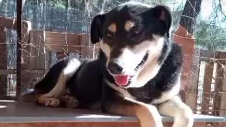 Σώστε ένα αδεσποτάκι: Ο Αστεράκης πήδηξε με φόρα από τον ουρανό - Τι του λείπει; - Εσείς