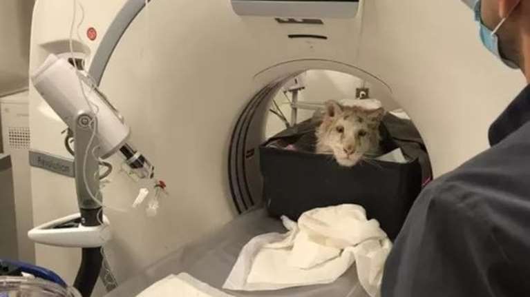 Το λευκό τιγράκι που βρέθηκε σε κάδο έκανε μαγνητική τομογραφία - Ποια η κατάσταση της υγείας του [εικόνες]