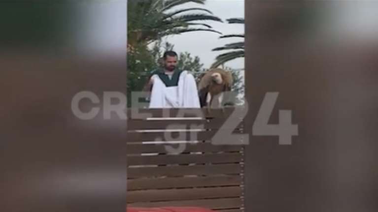 Γύπας εγκλωβίστηκε σε ταράτσα του Ρεθύμνου – Καρέ καρέ η διάσωση του άγριου πτηνού