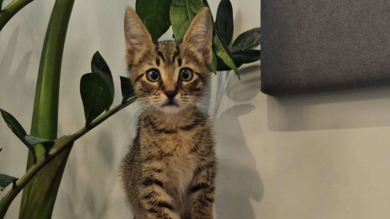 Ο Ζορό είναι στην ηλικία που αναπολείς όταν τα γατούλια έχουν μεγαλώσει και αναρωτιέσαι αν την ευχαριστήθηκες αρκετά