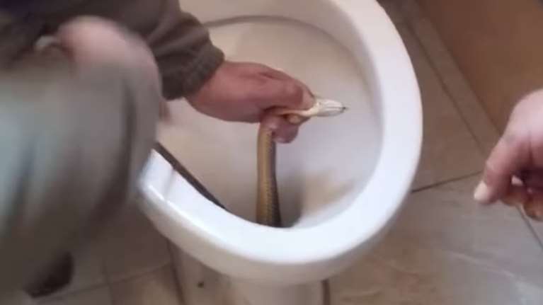 Καστοριά: Έβγαλαν φίδι από λεκάνη τουαλέτας [βίντεο]