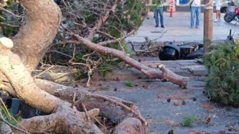 Ηράκλειο: Αποζημίωση 385.000 ευρώ στην οικογένεια του 51χρονου που καταπλακώθηκε από δέντρο