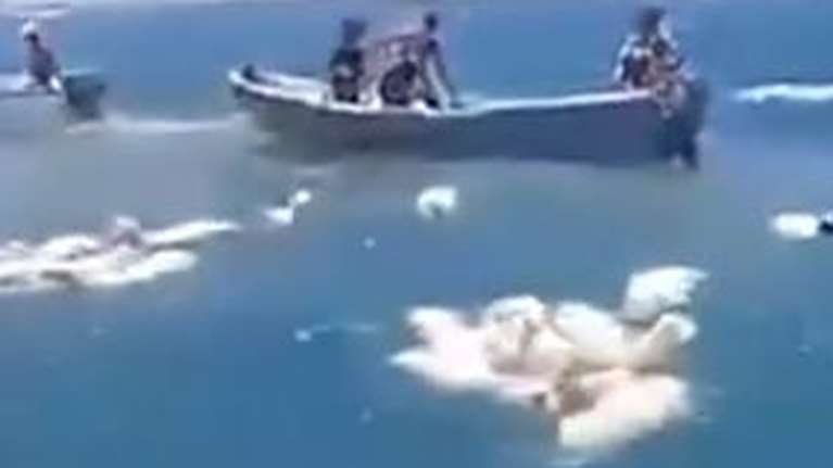 Ψαράδες στην Υεμένη περισυλλέγουν πρόβατα που έπεσαν στη θάλασσα από πλοίο που ανατράπηκε