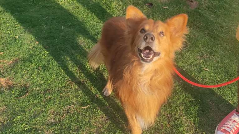 Ο Χάτσι έζησε από κουτάβι μαζί με τον άνθρωπό του, όμως εκείνος "έφυγε"