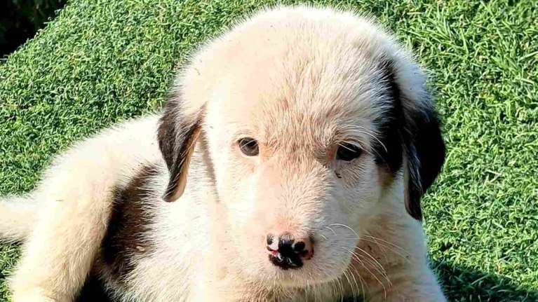 Muffin με κουταβίσιο ενθουσιασμό και γέμιση αγάπης - Το σατινέ χνουδομωρό μόλις που σαράντισε