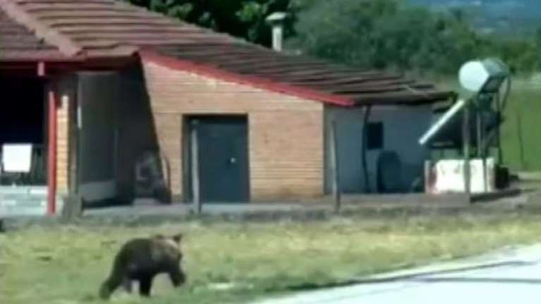 Άργος Ορεστικό: Αρκούδα εμφανίστηκε σε απόσταση αναπνοής από δημοτικό σχολείο [βίντεο]