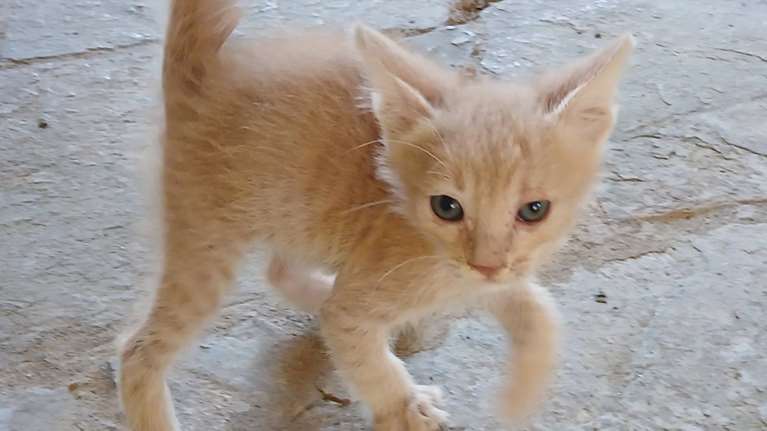 Γνωρίστε έναν μικρό ήρωα, ένα γατάκι μόλις ενός μηνός, γεμάτο ζωή