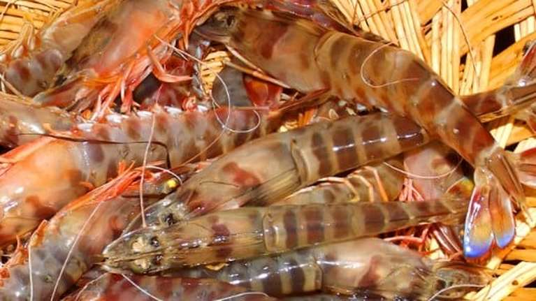 Ο ΕΦΕΤ ανακαλεί κατεψυγμένες γαρίδες