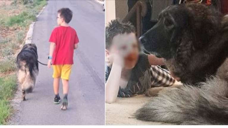 Ο Θέμης από το SPAZ: Μια αληθινή ιστορία υιοθεσίας ενώ όλα ήταν αποθαρρυντικά - "Πόσο τυχεροί που βρέθηκε στο δρόμο μας"