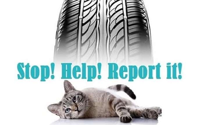 Τι ισχύει αν χτυπήσεις ζώο με το αυτοκίνητο: Είναι η ζωή του… "λιγότερο σημαντική" και το εγκαταλείπεις;