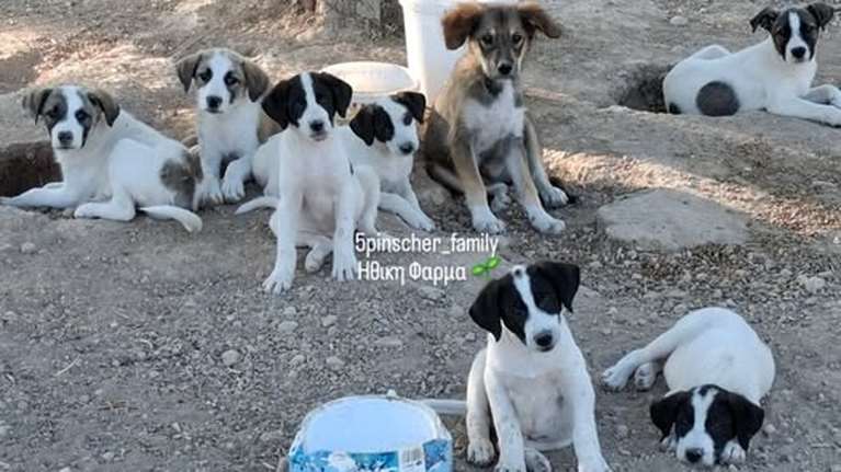 Αδέσποτα ζώα: Κάθε μέρα είναι μάχη επιβίωσης - Κάποιες ψυχές σβήνουν χωρίς ποτέ να έχουν ζήσει ούτε ένα λεπτό ευτυχίας