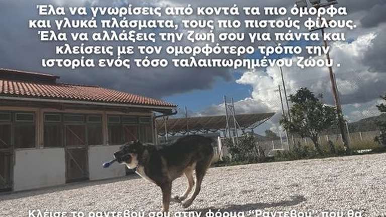 Dogs&#39; Voice: Τα ραντεβού γνωριμίας με τους σκύλους του καταφυγίου ξεκινούν ξανά!