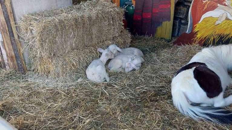 Βόλος: Εισαγγελική παρέμβαση για τις δύο χριστουγεννιάτικες φάτνες με ζωντανά ζώα [εικόνα]