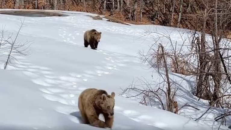 Ξύπνησαν οι αρκούδες στο Νυμφαίο: Ο Πάτρικ, η Λουίζα, ο Ντιουκ, ο Γιώργος, η Σάντυ, η Μίρα και οι μαλωμένες φίλες