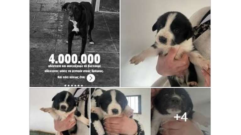 Dogs&#39; Voice: Επτά κουτάβια - πέντε θηλυκά και δύο αρσενικά προστέθηκαν  στα 4.000.000 αδέσποτα