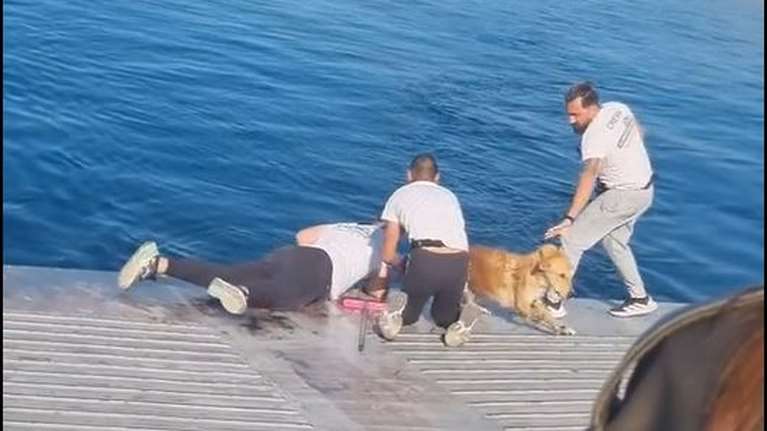 Πλήρωμα έσωσε σκύλο που ήταν στη θάλασσα μεταξύ Σαλαμίνας και Περάματος - Χειροκροτήματα από τους επιβάτες