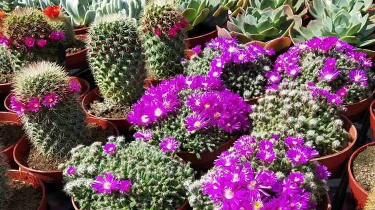 Θεσσαλονίκη: 76χρονος καλλιεργεί πάνω από 600 κάκτους σε θερμοκήπια - Κάνει εξαγωγές στην Ευρώπη [εικόνες]