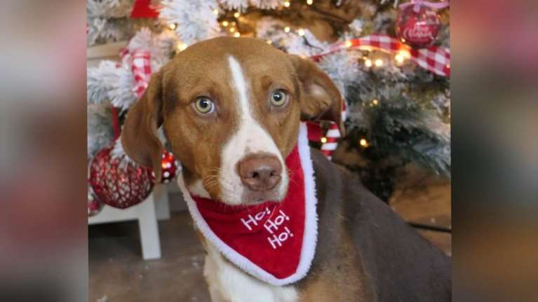 Σώστε ένα αδεσποτάκι: Το Βικτωράκι περιμένει... &quot;Ο Αγιος Βασίλης μοιράζει δώρα;&quot;