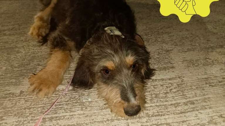 Ο σκυλάκος  έχει κακοποιηθεί πάρα πολύ στη ζωή του - Kακοποιούνταν μαζί με άλλα 2 σκυλάκια - Σώθηκαν από τις φωτιές