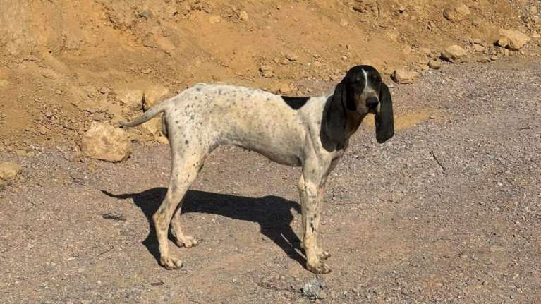 Σκελετωμένη και κατατρομαγμένη σε "μια πόλη που δεν αξίζει τα σκυλιά της" - Απλά φοβάται τους θορύβους