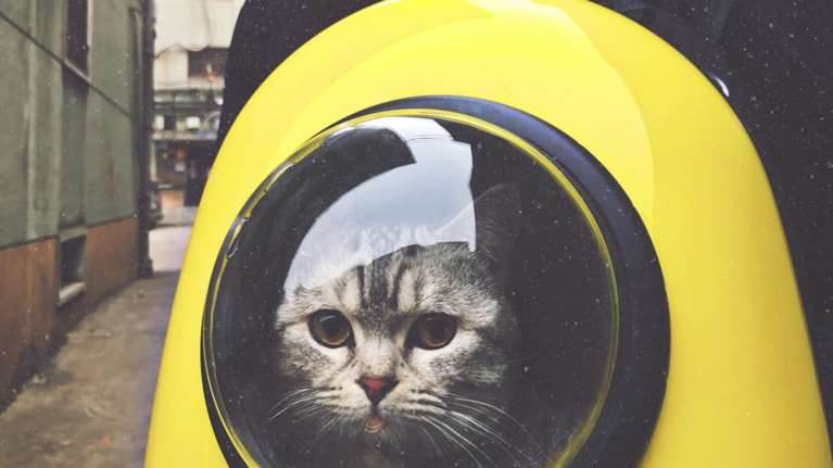 Τι τύπους ανθρώπων προτιμούν οι γάτες - Με ποιους επιλέγουν να κάνουν παρέα