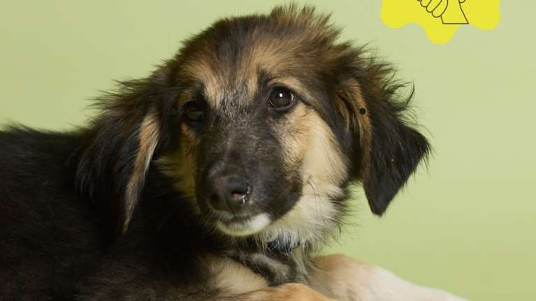 Sansli... σημαίνει &quot;τυχερή&quot;: Βρέθηκε μόνη της σε καμμένο μαγαζί - Ήταν η μόνη ζωντανή