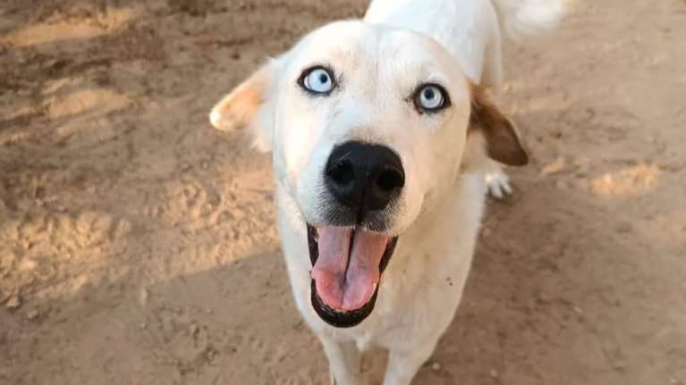 Βρέθηκε ετοιμοθάνατη όταν ήταν κουτάβι και την έβγαλαν Ζωή. Και έζησε, άνθισε και έγινε αυτό το υπέροχο πλάσμα