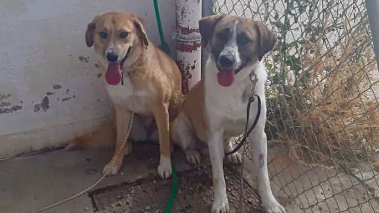 Σήμερα θα γνωρίσετε τον Fobi και τη Νίκη: Εχουν περάσει τραγικά στην  αδέσποτη ζωή τους - Βοηθήστε μας να τα βοηθήσουμε