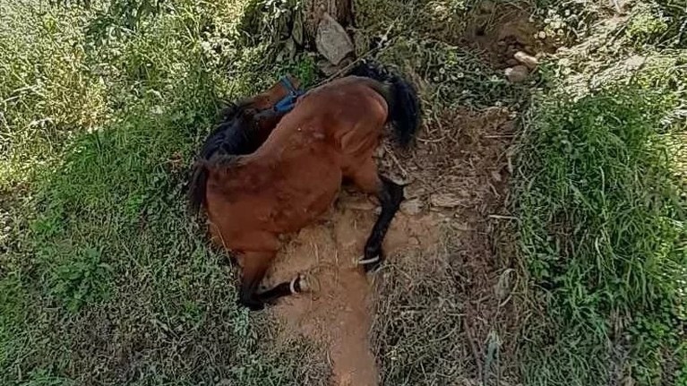 αλογο τζια