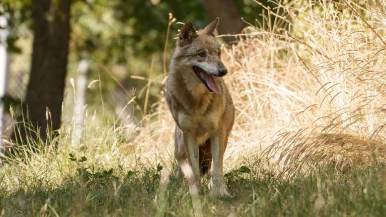 Χαλκιδική: Συνεχείς εμφανίσεις λύκου στην περιοχή του Νέου Μαρμαρά - Τα δύο περιστατικά [βίντεο]