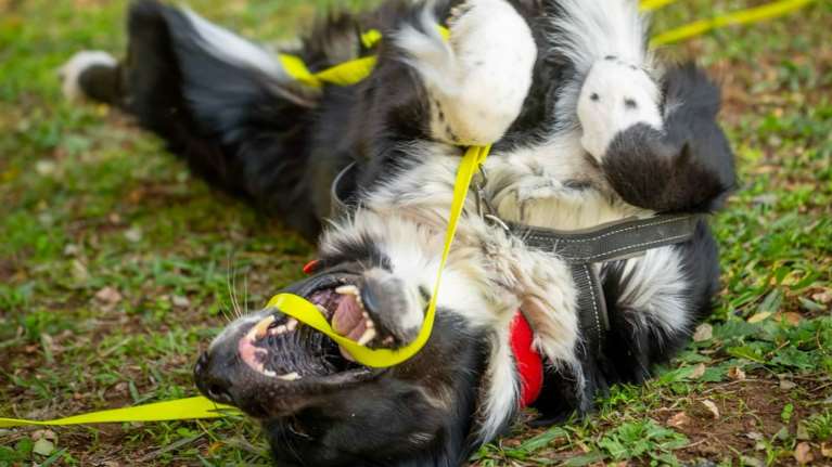 Ο Chase θα σας περιμένει το Σάββατο στη Δημοτική Αγορά Κυψέλης - Μην τον ξεχάσεις…