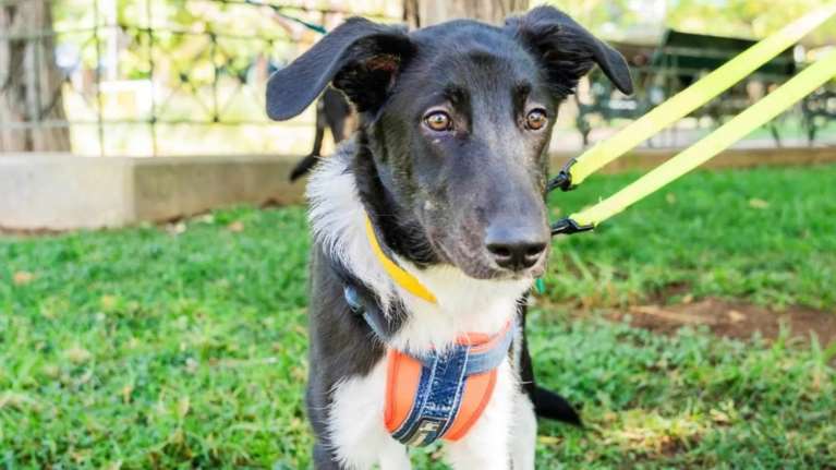 Αν δεν τον έλεγαν Breeze θα τον έλεγαν… Μπιμπελό: Δείτε το βλέμμα του, είναι από τα πιο ήσυχα κουτάβια