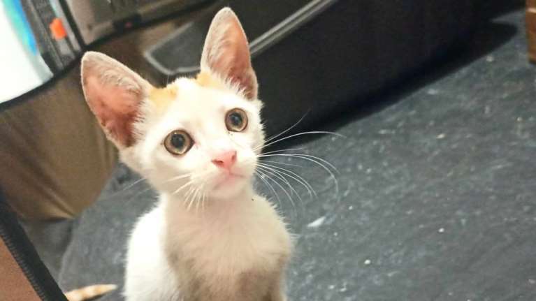 Σώστε ένα αδεσποτάκι: Εχει ροζ μυτούλα και μεγάλα αυτιά - Θα λατρέψεις αυτά τα μάτια