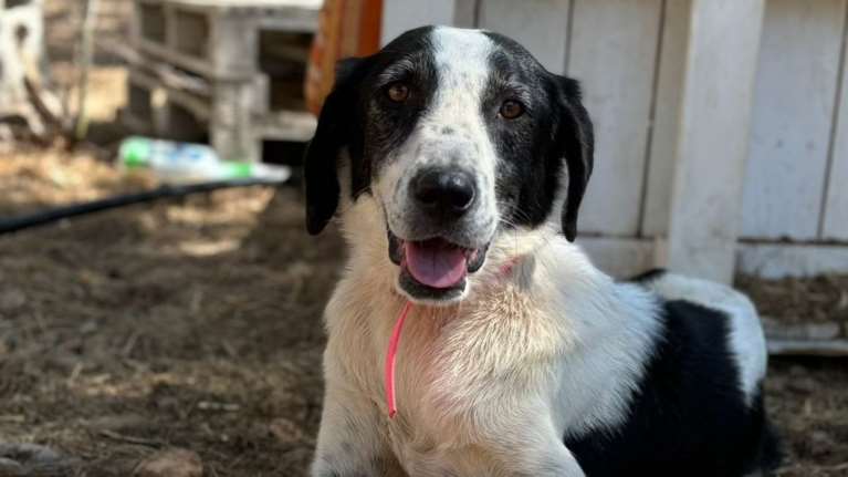 H Xλόη: Ένα post εκτός προγράμματος -  Είναι κάποια ζώα που έχουν μια αύρα μαγική που σε κάνει να αισθάνεσαι ότι όλα θα πάνε καλά