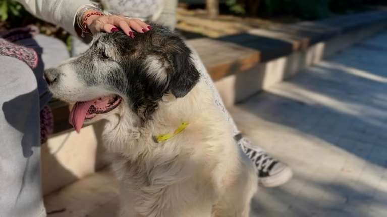 Η Nonna δεν πονάει πια. Ηρέμησε. Η Nonna έζησε ελάχιστα τη ζωή που της άξιζε... O αποχαιρετισμός του Dogs&#39; Voice