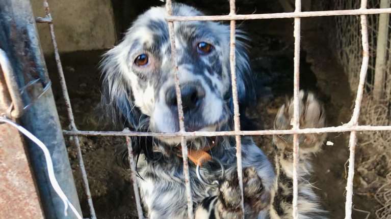 Ερευνα - Θλιβερή πρωτιά της Ελλάδας: Κύρια πηγή αδέσποτων αποτελεί η αναπαραγωγή δεσποζόμενων ζώων