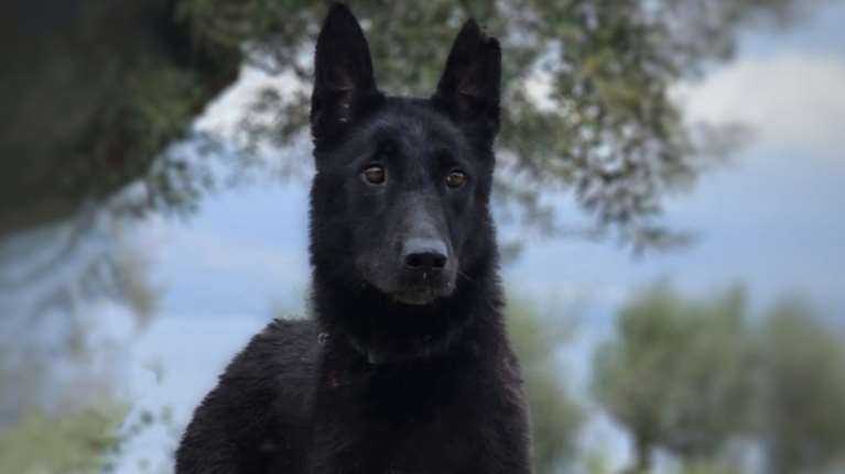 Save a Greek Stray: Βρέθηκε η Μπέτυ, τέλος η αγωνία για τους ανθρώπους της και για εκείνη