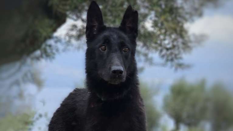 Save a Greek Stray: Μεγάλη επιχείρηση την Κυριακή στου Παπάγου για να βρεθεί η Μπέτυ - Ενημερώστε στα 6936533791 - 6932345777