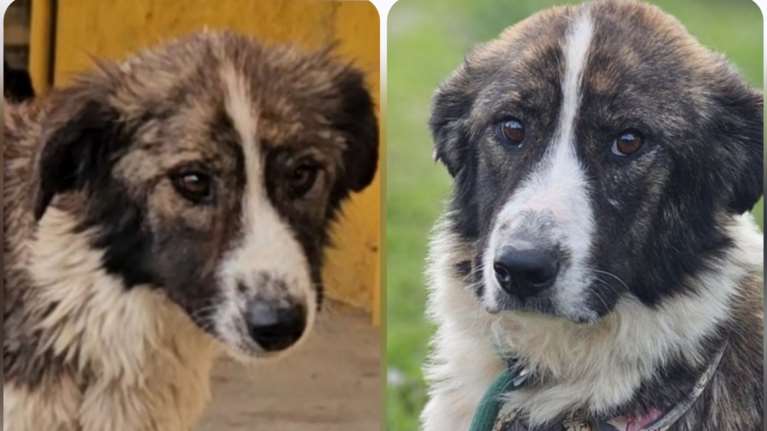 Η Αλεξία ζούσε στη χειρότερη πτέρυγα του κυνοκομείου Τρίπολης, εκεί που όλα τα σκυλιά ήταν ξεχασμένα από Θεό και από ανθρώπους