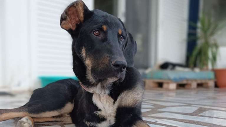 Ελενα Ακρίτα: &quot;Όσο υπάρχουν τέτοιοι άνθρωποι, υπάρχει και ελπίδα&quot;  - Θυμάστε τον Μπίλι το κακοποιημένο κουτάβι με τα τρία πόδια