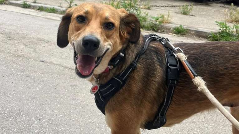 Πλημμυράκι του Βόλου υπόδειγμα μανούλας, μπήκε στην αγκαλιά του Dogs&#39; Voice: Μήπως είναι ο ιδανικός σκύλος για σας