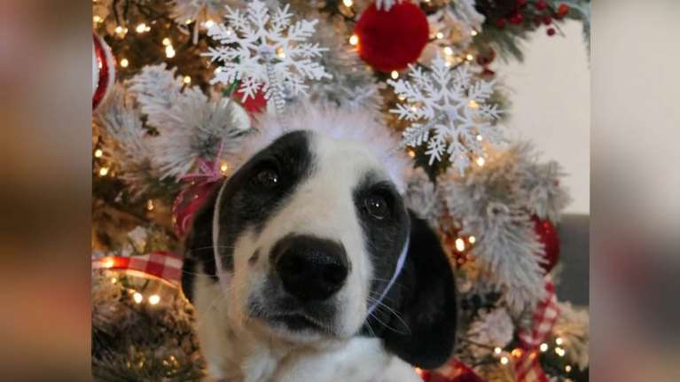 Σώστε ένα αδεσποτάκι: Ο Αγγελος στολίστηκε &quot;χριστούγεννος&quot; και περιμένει μπροστά στο δέντρο