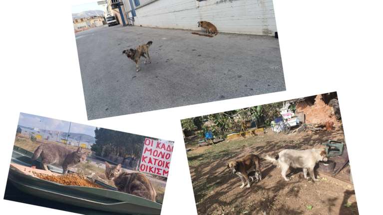 &quot;Φαντάσματα του Ασπροπύργου&quot;: Δώστε ό,τι δεν χρειάζεστε στο χριστουγεννιάτικο μπαζάρ για τα αδέσποτα